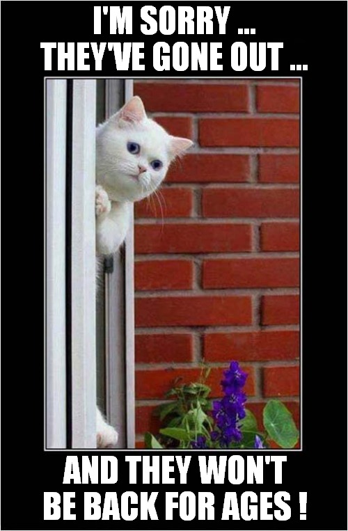 This Is Why The House Keeps Getting Broken Into ! | I'M SORRY ...
THEY'VE GONE OUT ... AND THEY WON'T BE BACK FOR AGES ! | image tagged in cats,breaking and entering | made w/ Imgflip meme maker