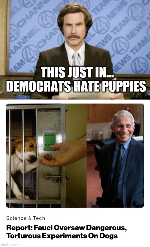 Kittens too | THIS JUST IN...
DEMOCRATS HATE PUPPIES | image tagged in memes,ron burgundy | made w/ Imgflip meme maker