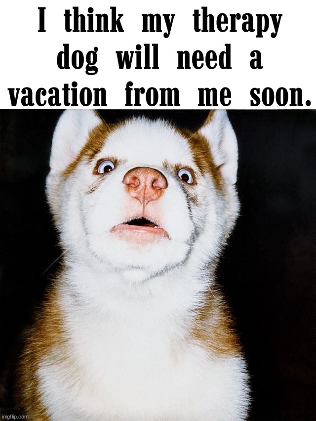 I think my therapy dog will need a vacation from me soon. | image tagged in dogs | made w/ Imgflip meme maker