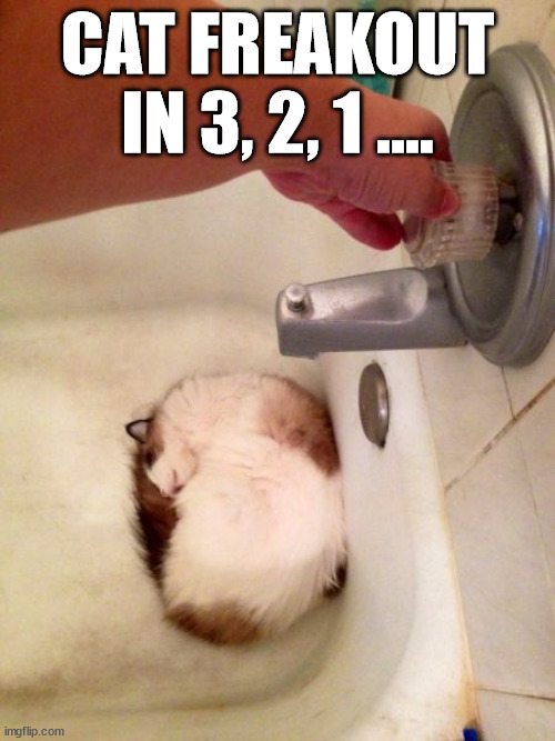  CAT FREAKOUT IN 3, 2, 1 .... | image tagged in cats | made w/ Imgflip meme maker