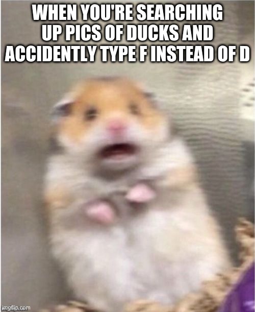 true story | WHEN YOU'RE SEARCHING UP PICS OF DUCKS AND ACCIDENTLY TYPE F INSTEAD OF D | image tagged in scared hamster | made w/ Imgflip meme maker