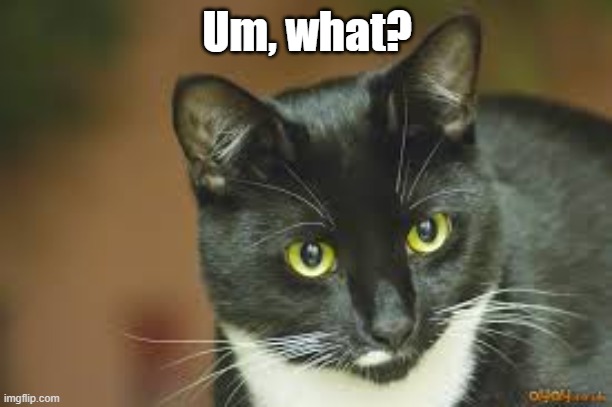 Quizical Cat | Um, what? | image tagged in quizical cat | made w/ Imgflip meme maker