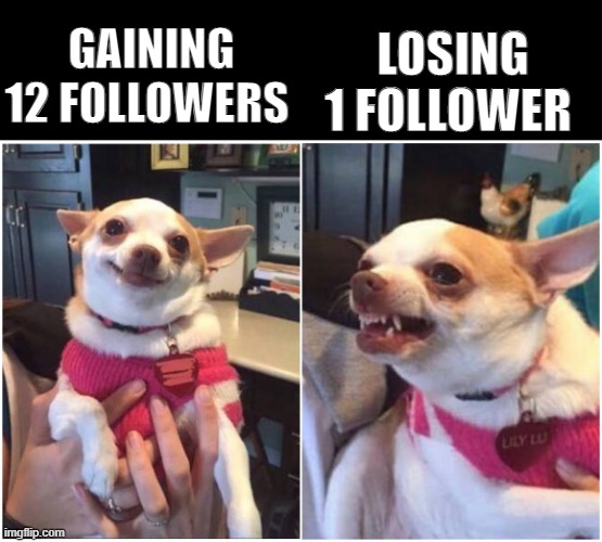 Happy chihuahua angry chihuahua  | LOSING 1 FOLLOWER; GAINING 12 FOLLOWERS | image tagged in happy chihuahua angry chihuahua | made w/ Imgflip meme maker