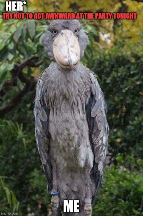 Captain awkwardness | HER*; TRY NOT TO ACT AWKWARD AT THE PARTY TONIGHT; ME | image tagged in shoebill stork,socially awkward penguin,socially awkward stork,staredown,dinosaur | made w/ Imgflip meme maker
