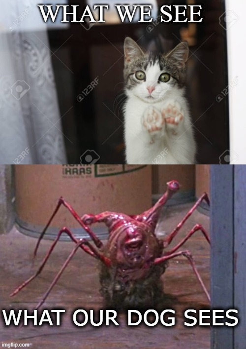 Another Thing |  WHAT WE SEE; WHAT OUR DOG SEES | image tagged in dogs,cats,the thing,head | made w/ Imgflip meme maker