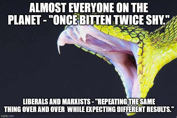 Space for rent. | ALMOST EVERYONE ON THE PLANET - "ONCE BITTEN TWICE SHY."; LIBERALS AND MARXISTS - "REPEATING THE SAME THING OVER AND OVER  WHILE EXPECTING DIFFERENT RESULTS." | image tagged in snakes,stupid liberals,political humor | made w/ Imgflip meme maker