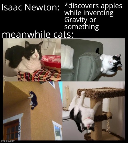 It does not apply to them... | image tagged in memes,funny,cats,animals | made w/ Imgflip meme maker
