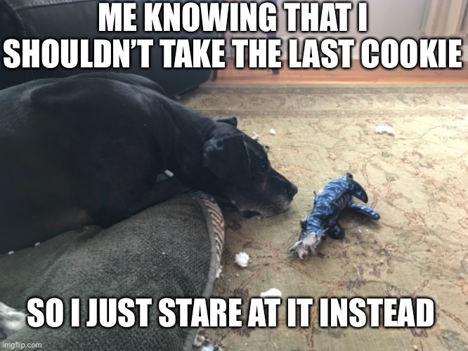 Cookies | ME KNOWING THAT I SHOULDN’T TAKE THE LAST COOKIE; SO I JUST STARE AT IT INSTEAD | image tagged in dog and cookies | made w/ Imgflip meme maker