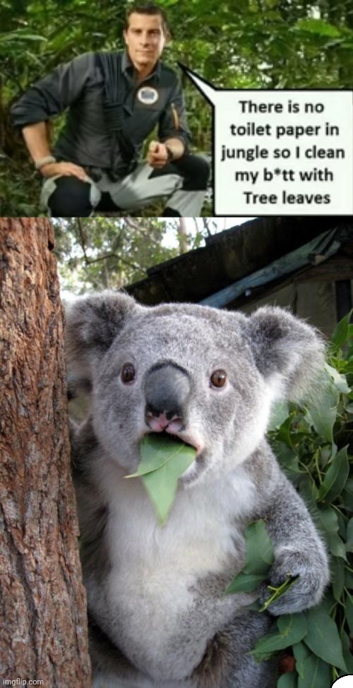 Jungle memes | image tagged in memes,surprised koala | made w/ Imgflip meme maker