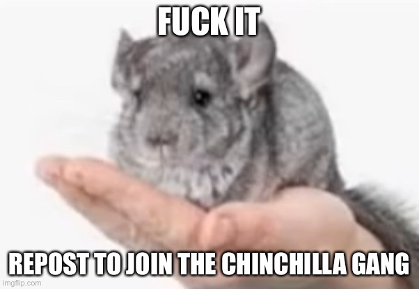 Chincilla | FUCK IT; REPOST TO JOIN THE CHINCHILLA GANG | image tagged in chincilla | made w/ Imgflip meme maker