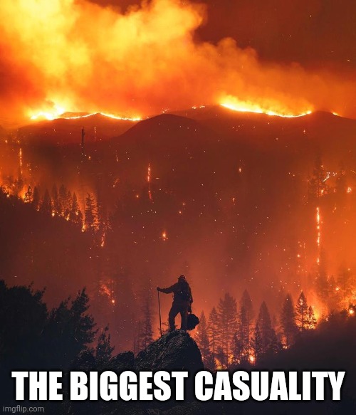 California wildfire | THE BIGGEST CASUALITY | image tagged in california wildfire | made w/ Imgflip meme maker