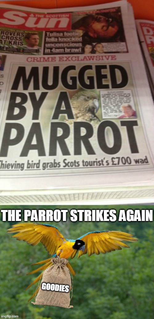 u just got MUGGED by a PARROT | THE PARROT STRIKES AGAIN; GOODIES | image tagged in parrot,lol | made w/ Imgflip meme maker