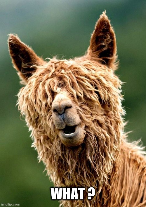 Animal with hair covering eyes | WHAT ? | image tagged in animal with hair covering eyes | made w/ Imgflip meme maker