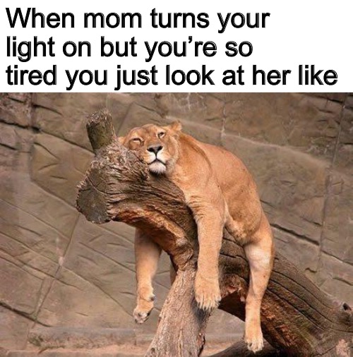 Moms | When mom turns your light on but you’re so tired you just look at her like | image tagged in sleeping lion,tired,memes,imgflip,haha,guveaway | made w/ Imgflip meme maker