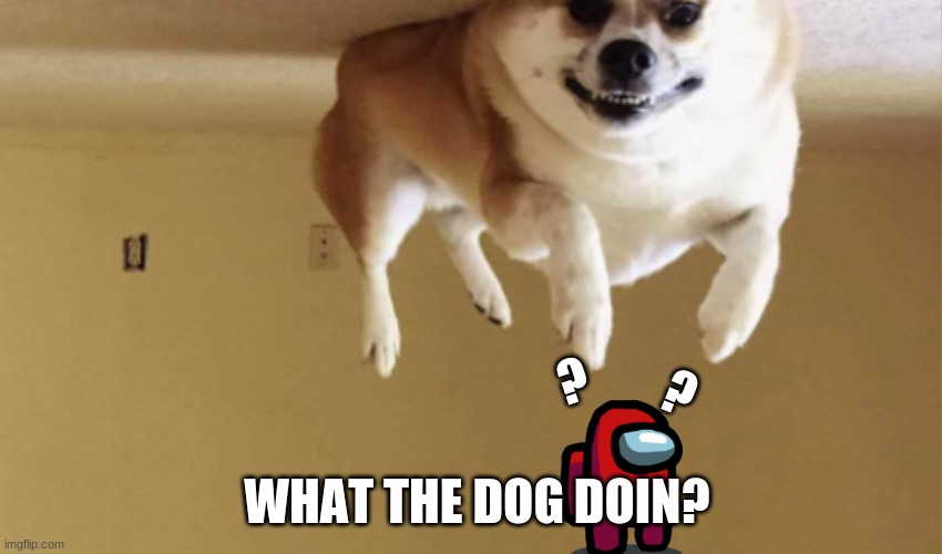 What the dog doin? |  ? ? WHAT THE DOG DOIN? | image tagged in flying dog,dog | made w/ Imgflip meme maker