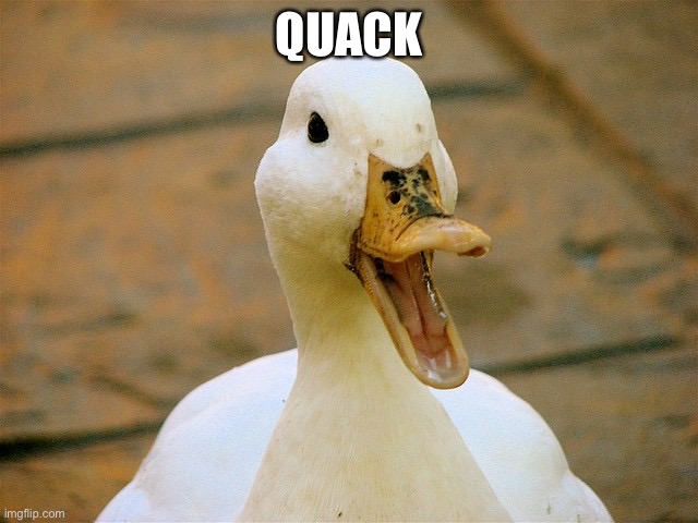 Duck | QUACK | image tagged in duck | made w/ Imgflip meme maker