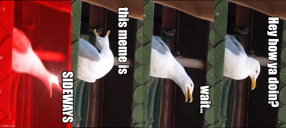 I’m so sorry | this meme is; Hey how ya doin? SIDEWAYS; wait.. | image tagged in memes,inhaling seagull,funny,oh wow are you actually reading these tags,nice | made w/ Imgflip meme maker