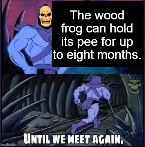 Until we meet again. | The wood frog can hold its pee for up to eight months. | image tagged in until we meet again | made w/ Imgflip meme maker