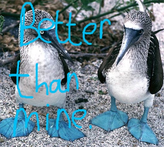 Blue Footed Boobies | image tagged in blue footed boobies | made w/ Imgflip meme maker