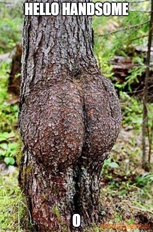 Sexy Tree | HELLO HANDSOME; O | image tagged in sexy tree | made w/ Imgflip meme maker