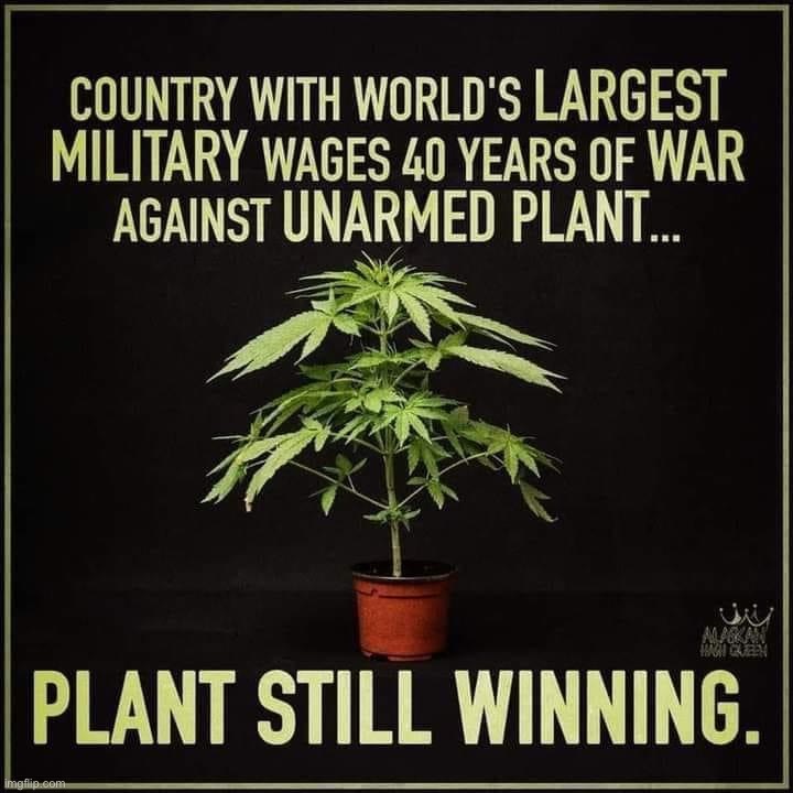 Plant 1, military-industrial complex 0 | image tagged in plant still winning,weed,legalize weed,war on drugs,repost,smoke weed everyday | made w/ Imgflip meme maker