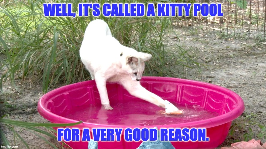 Pool | WELL, IT'S CALLED A KITTY POOL; FOR A VERY GOOD REASON. | image tagged in bad pun | made w/ Imgflip meme maker