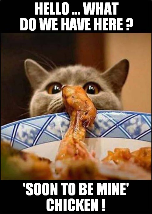 A Cat On A Mission ! | HELLO ... WHAT DO WE HAVE HERE ? 'SOON TO BE MINE'
CHICKEN ! | image tagged in cats,fried chicken | made w/ Imgflip meme maker