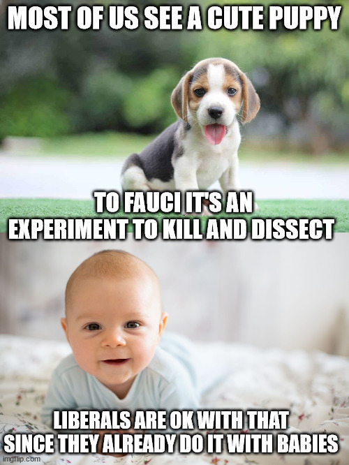 Liberals KIll Puppies and Babies | MOST OF US SEE A CUTE PUPPY; TO FAUCI IT'S AN EXPERIMENT TO KILL AND DISSECT; LIBERALS ARE OK WITH THAT SINCE THEY ALREADY DO IT WITH BABIES | image tagged in planned parenthood,dr fauci | made w/ Imgflip meme maker