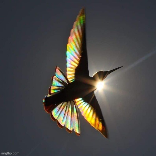 Rainbow Bird | image tagged in birds,rainbows,sunlight,beautiful,photography | made w/ Imgflip meme maker
