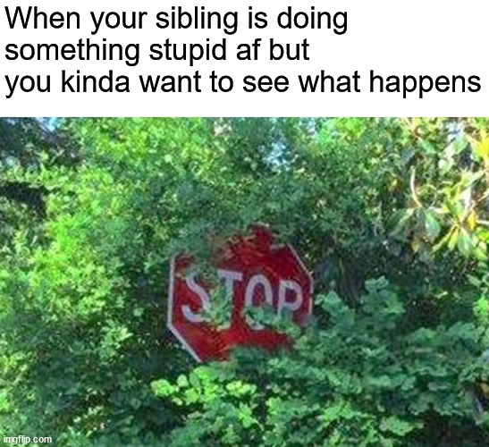 Stop Sign Behind Bushes | When your sibling is doing something stupid af but you kinda want to see what happens | image tagged in stop sign behind bushes | made w/ Imgflip meme maker