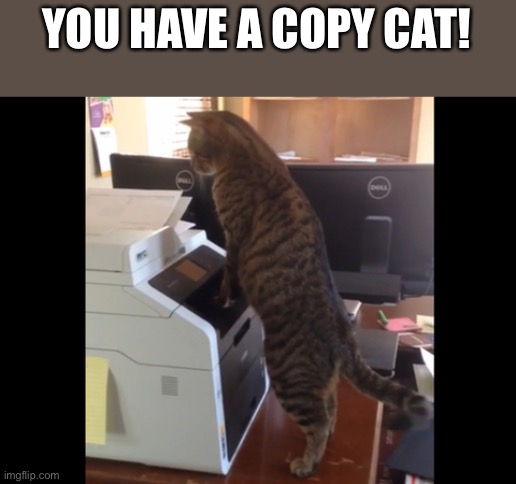 Copy Cat | YOU HAVE A COPY CAT! | image tagged in copy cat | made w/ Imgflip meme maker
