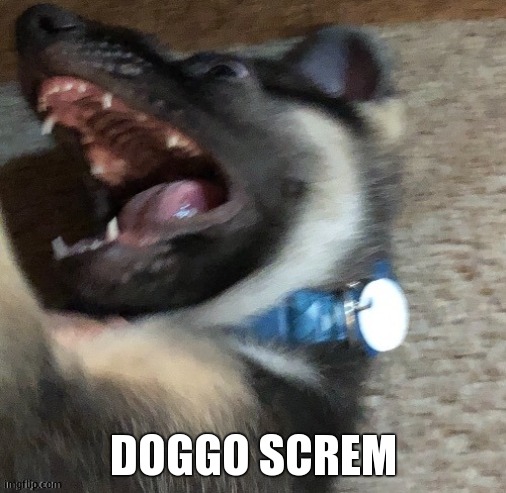 angy doggo | DOGGO SCREM | image tagged in angy doggo | made w/ Imgflip meme maker