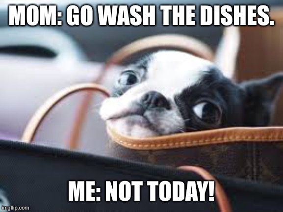 MOM: GO WASH THE DISHES. ME: NOT TODAY! | image tagged in not today boston terrier | made w/ Imgflip meme maker