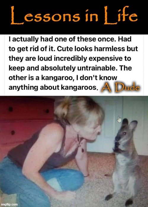 Lessons in Life ! | image tagged in kangaroo | made w/ Imgflip meme maker