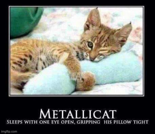 Metallicat | image tagged in metal,metallica,cat | made w/ Imgflip meme maker