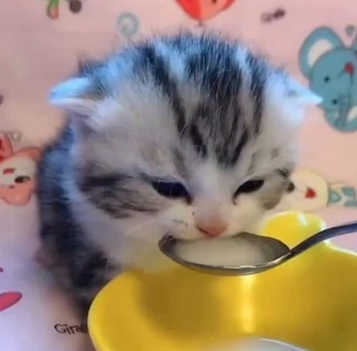 High Quality kitten drinking milk Blank Meme Template