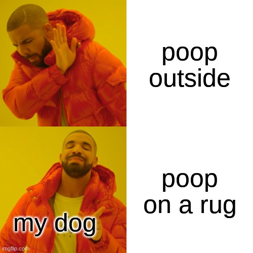 what the dog doing | poop outside; poop on a rug; my dog | image tagged in memes,drake hotline bling | made w/ Imgflip meme maker