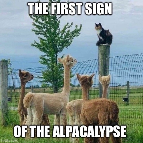 Things have been set in motion that cannot be undone |  THE FIRST SIGN; OF THE ALPACALYPSE | image tagged in cats,alpaca,apocalypse,funny,puns,bad puns | made w/ Imgflip meme maker