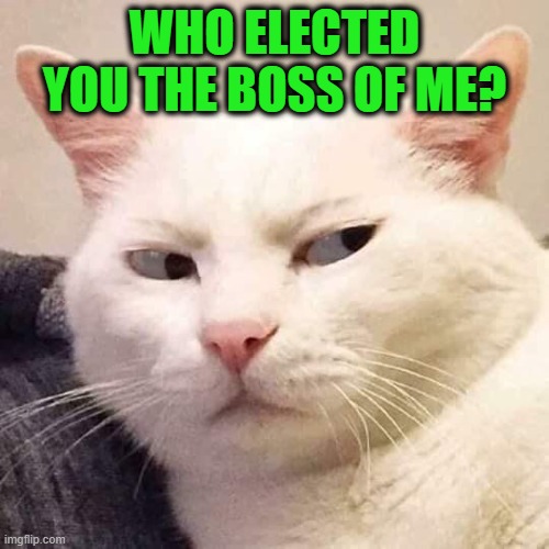 Rebel Cat | WHO ELECTED YOU THE BOSS OF ME? | image tagged in shifty-eyed cat | made w/ Imgflip meme maker
