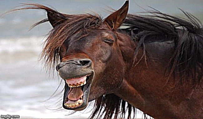 Laughing horse | image tagged in laughing horse | made w/ Imgflip meme maker