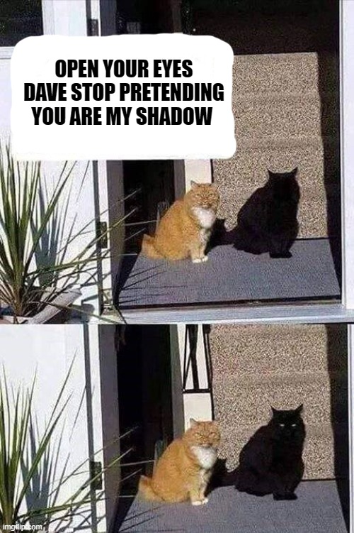 Illusion 100 | OPEN YOUR EYES DAVE STOP PRETENDING YOU ARE MY SHADOW | image tagged in illusion,cat | made w/ Imgflip meme maker