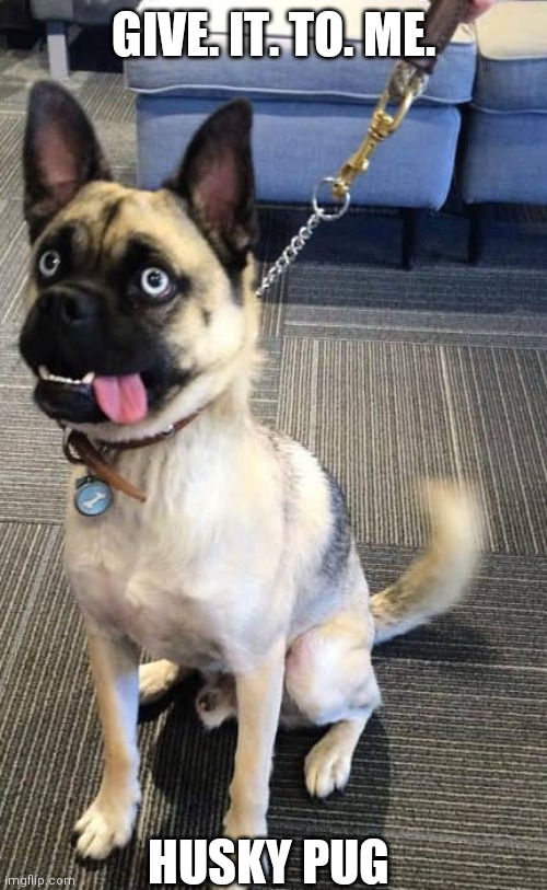 GIVE. IT. TO. ME. HUSKY PUG | made w/ Imgflip meme maker