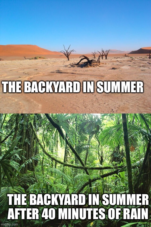 Backyard | THE BACKYARD IN SUMMER; THE BACKYARD IN SUMMER AFTER 40 MINUTES OF RAIN | image tagged in gardening | made w/ Imgflip meme maker