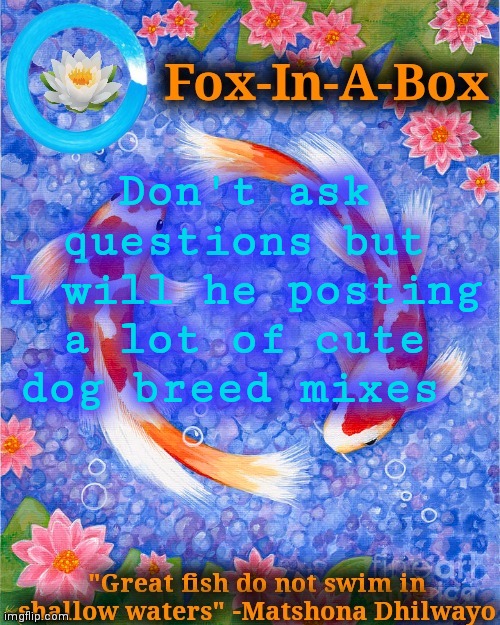 Idk | Don't ask questions but I will he posting a lot of cute dog breed mixes | image tagged in fox-in-a-box fish temp | made w/ Imgflip meme maker