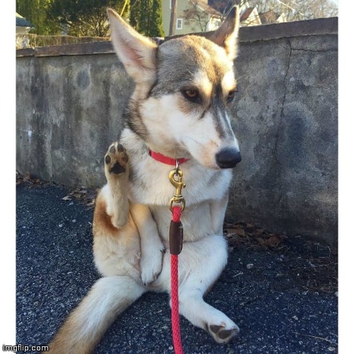 Corsky (corgi husky) | made w/ Imgflip meme maker