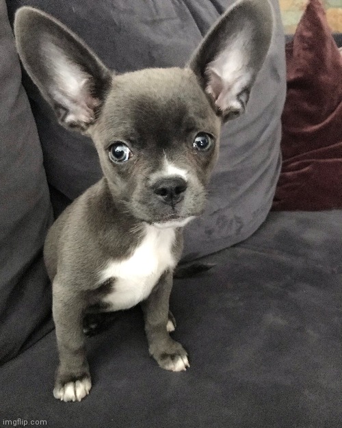 Bulldog Chihuahua | made w/ Imgflip meme maker