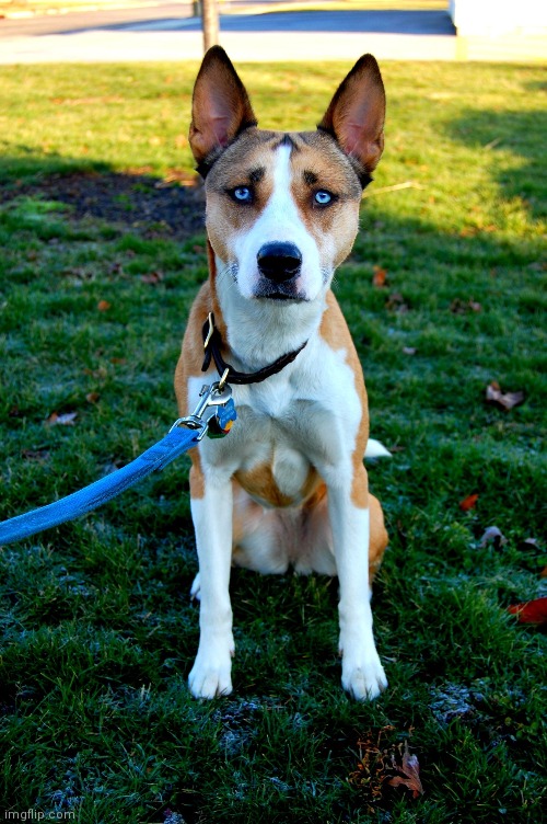 Husky pitbull | made w/ Imgflip meme maker