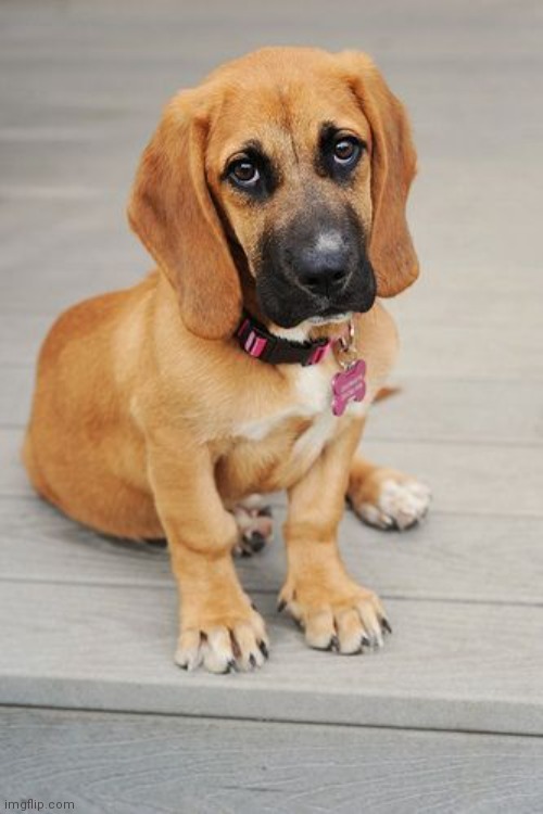 Bassist hound dachshund (I think) | made w/ Imgflip meme maker