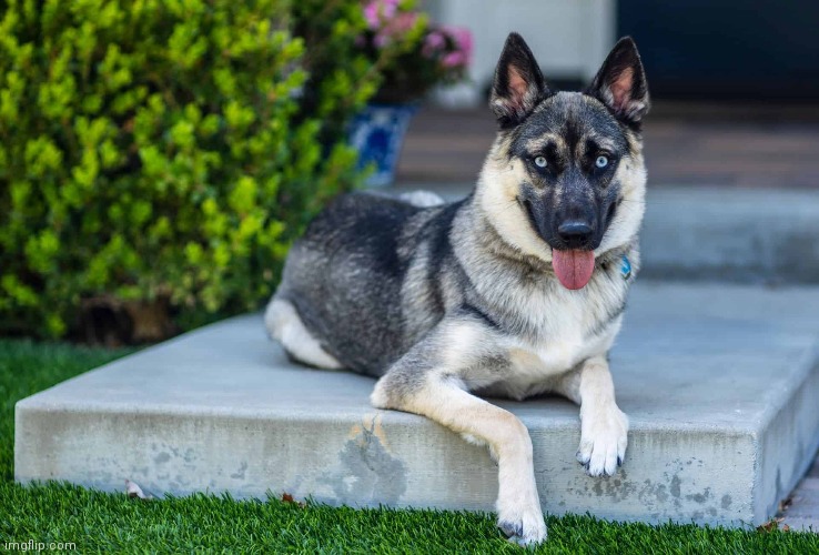 German shepherd husky | made w/ Imgflip meme maker