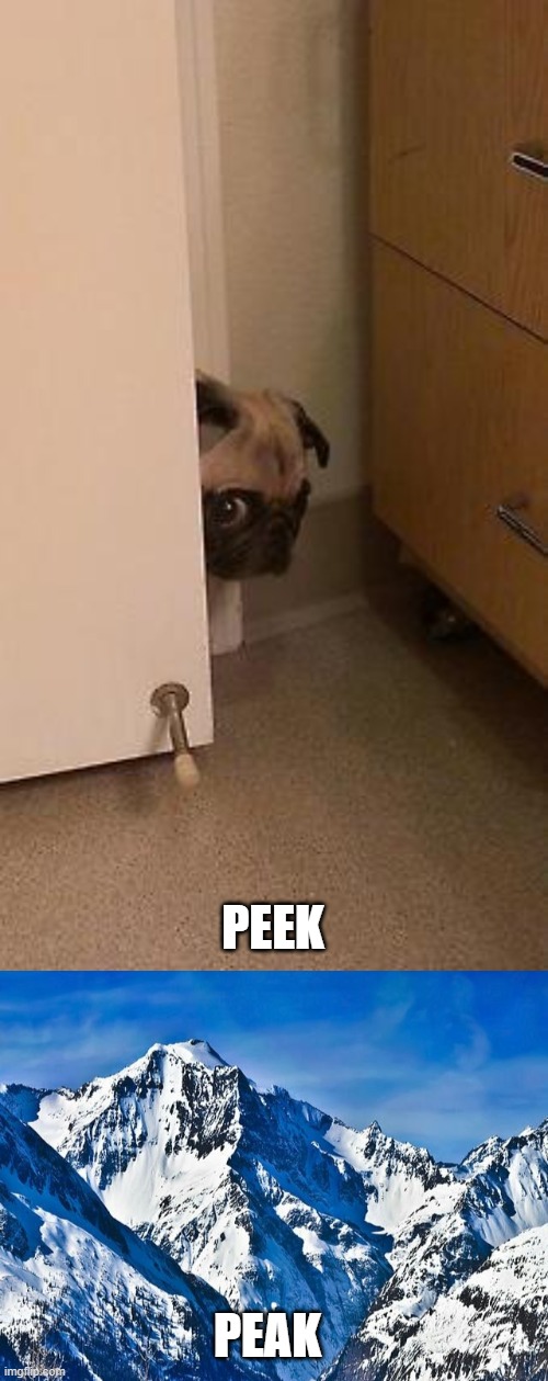 PEAK PEEK | image tagged in pug peeking,mountain | made w/ Imgflip meme maker